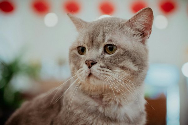 What are the best herbs to enhance a traditional Shepherd's Pie?